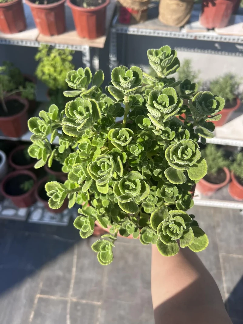 Mang may mắn vào nhà nhờ sen đá lá thơm phong thủy