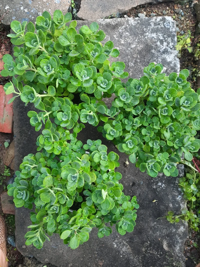 Sưu tầm độc đáo nhờ sen đá lá thơm độc lạ