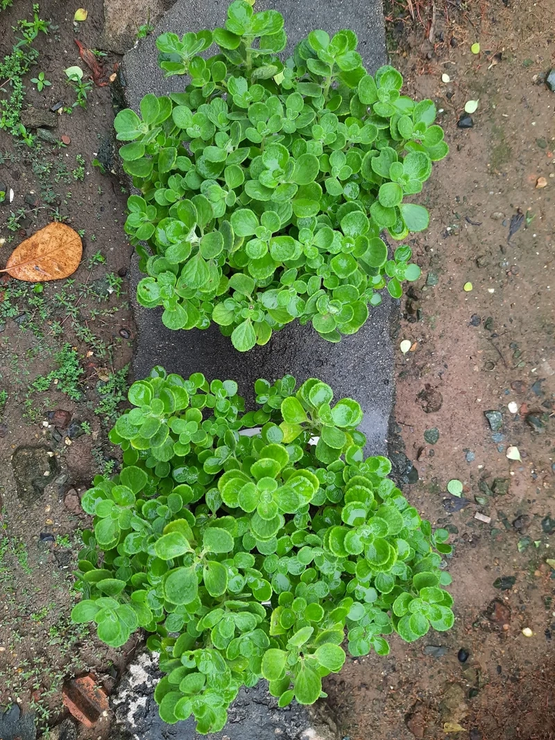 Trồng xinh trong nhà với sen đá lá thơm trong nhà