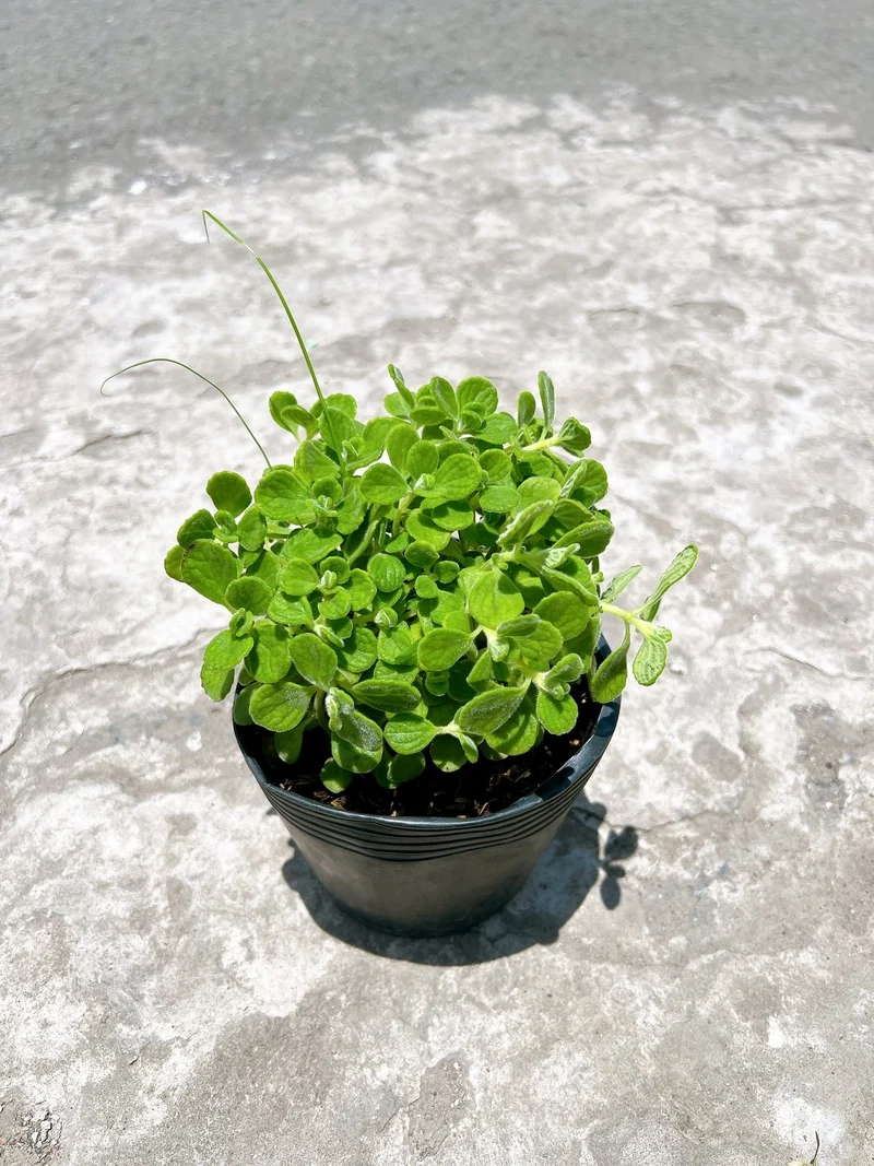 Thêm xanh ngoài trời với sen đá lá thơm ngoài trời