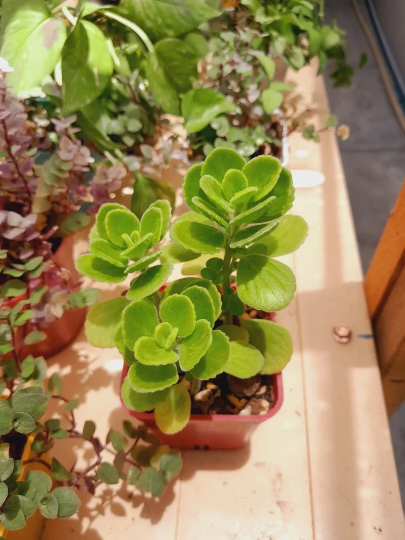 Sen đá lá thơm là gì và điều gì làm nên sức hút