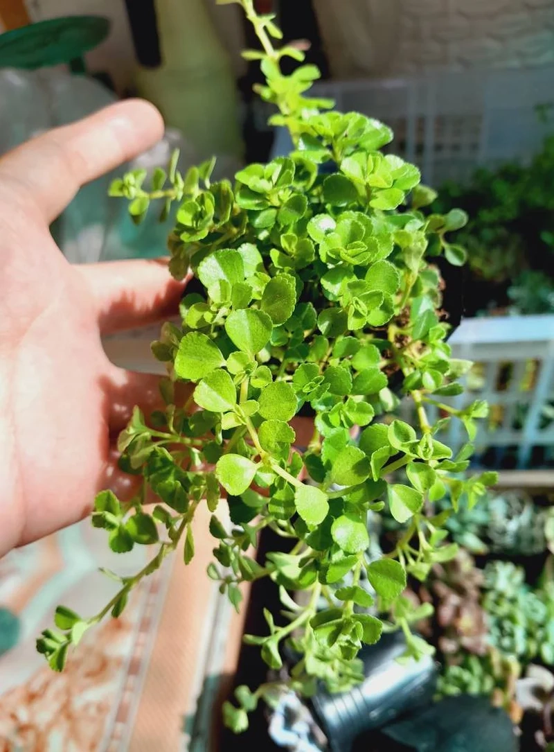 Lưu lại sen đá lá thơm pinterest cho bộ sưu tập