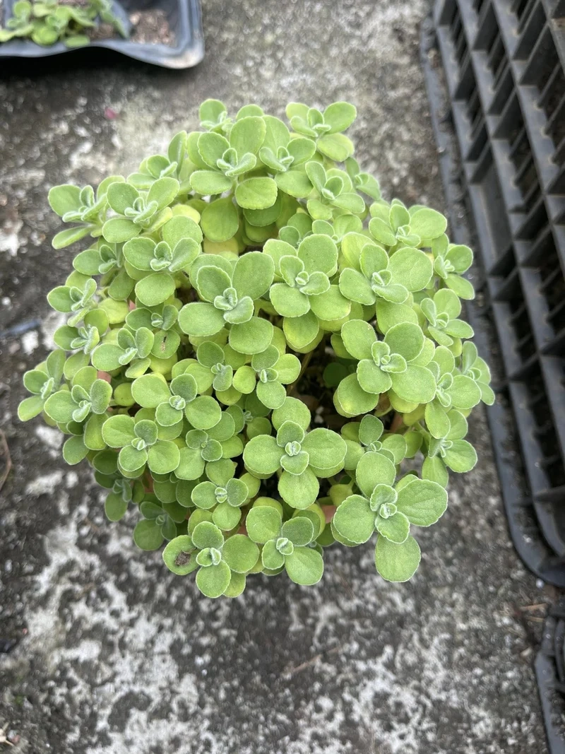 Tải về sen đá lá thơm hd sắc nét tuyệt vời