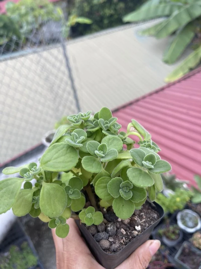 Chia sẻ ngay sen đá lá thơm instagram độc đáo