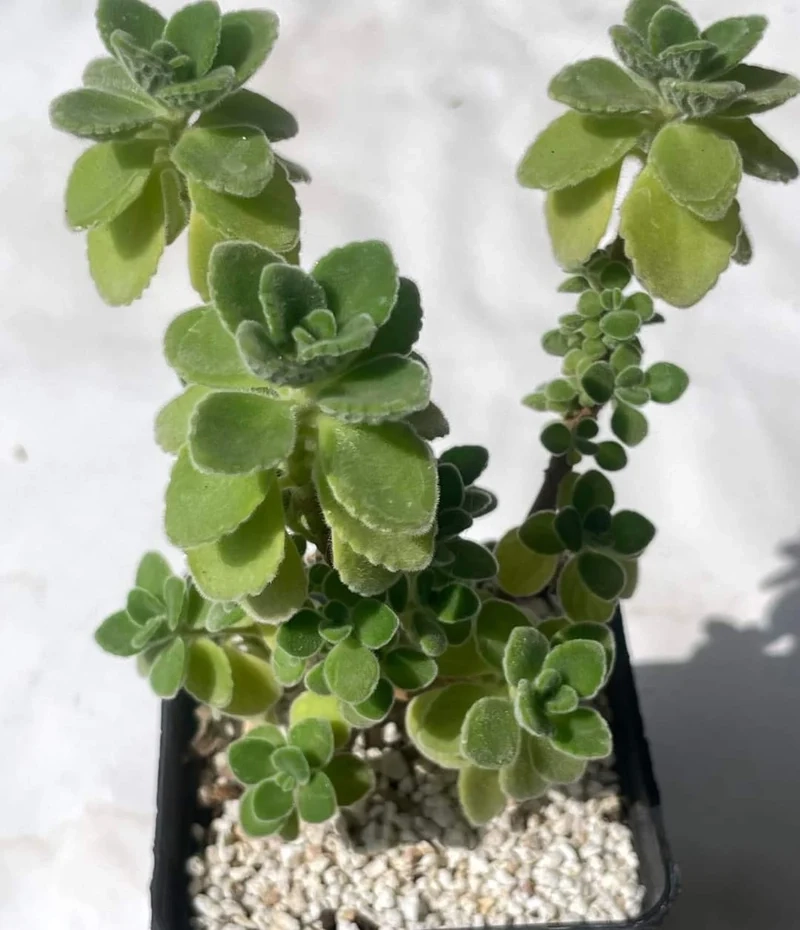 Tự nhiên rực rỡ với sen đá lá thơm đẹp tự nhiên