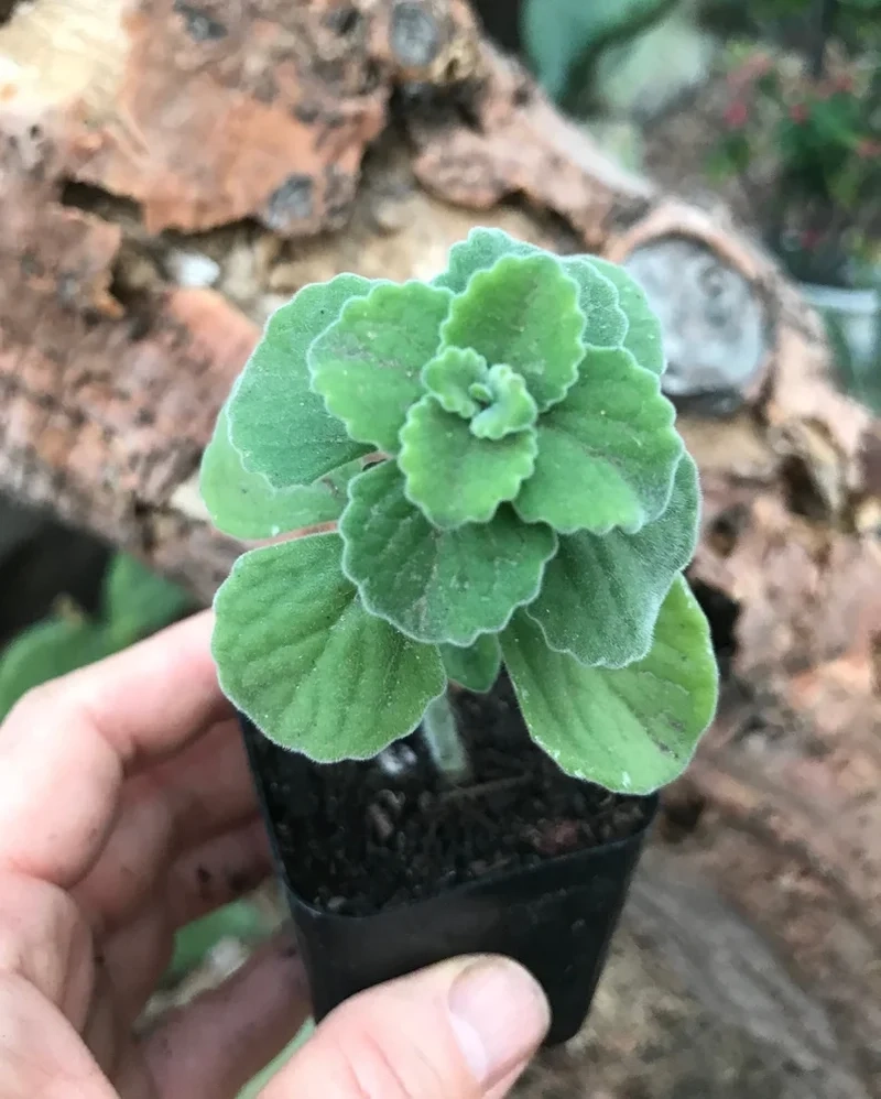 Decor sáng tạo nhờ sen đá lá thơm decor