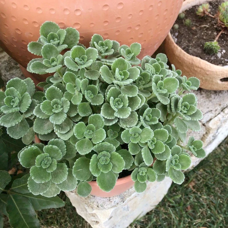 Thưởng thức vẻ tươi xanh của sen đá lá thơm đà lạt