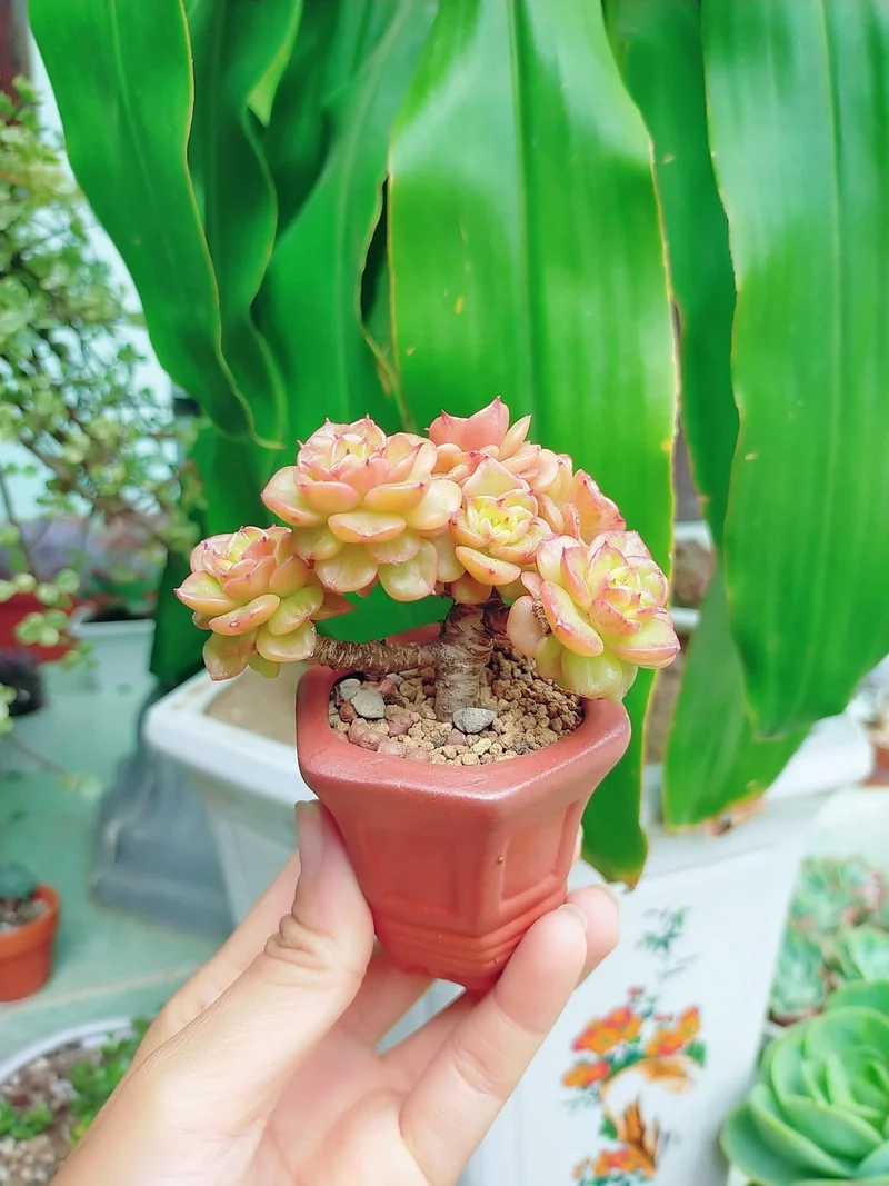 Nuôi sen đá mini dễ chăm cực dễ tại nhà