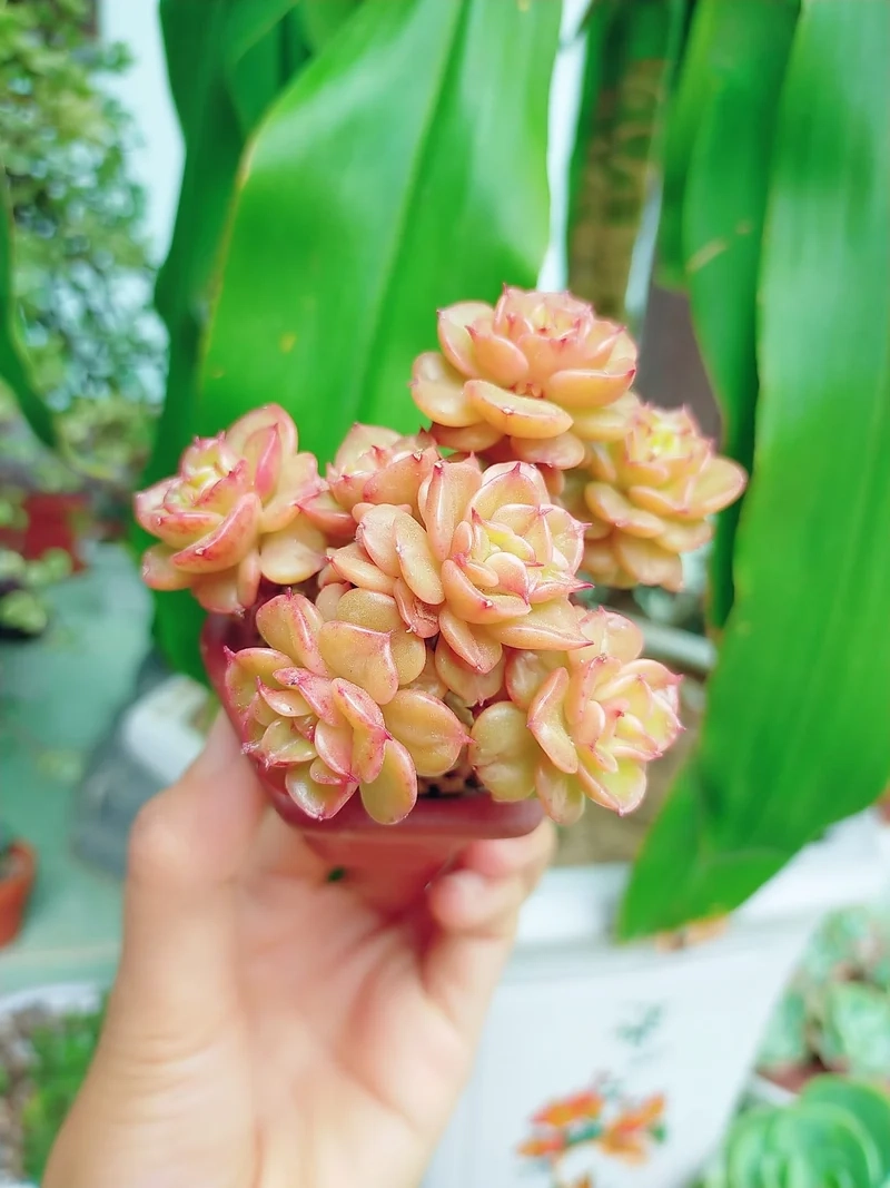 Trang trí bàn làm việc với sen đá mini trang trí