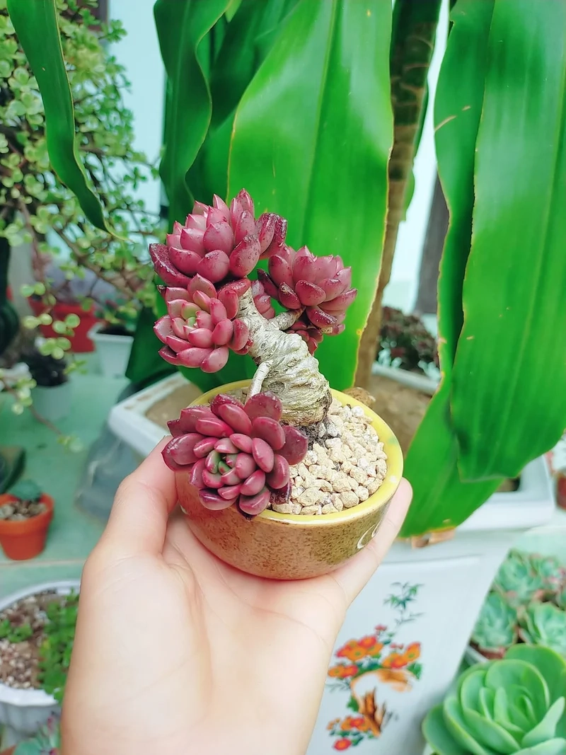 Ngắm sen đá mini đẹp tự nhiên siêu tự nhiên