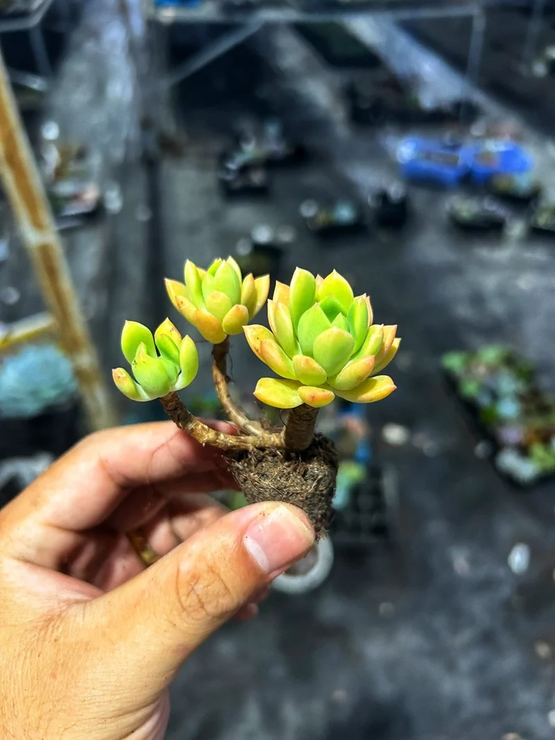 Hình ảnh sắc nét với sen đá mini hd