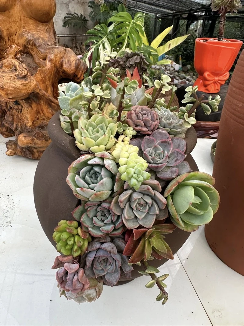 Sen đá mini là gì và vì sao ai cũng yêu thích