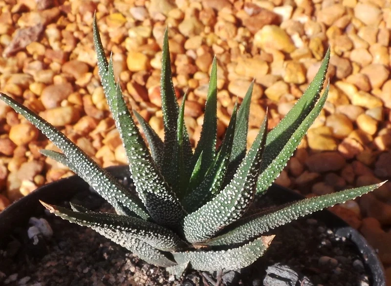 Khám phá sen đá móng rồng đẹp cho không gian sống