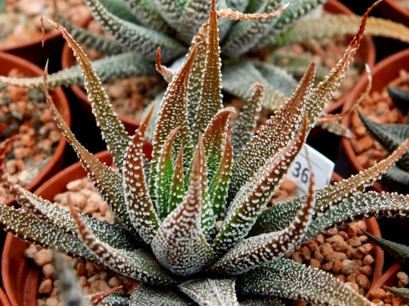 Sưu tầm ngay ảnh sen đá móng rồng cực chất