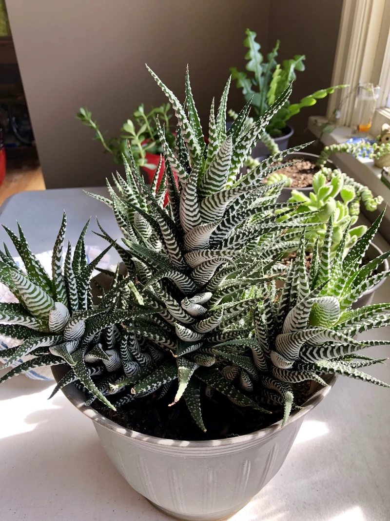 Trang trí góc xanh với sen đá móng rồng cảnh