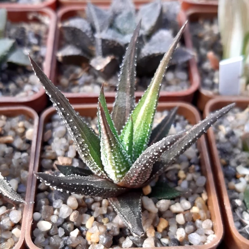 Sưu tầm sen đá Móng Rồng đẹp nhất hiếm có