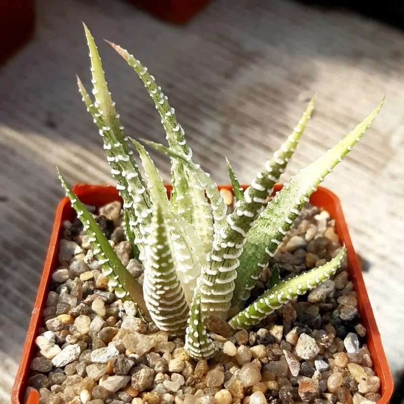 Trang trí nhà xinh với sen đá móng rồng trang trí