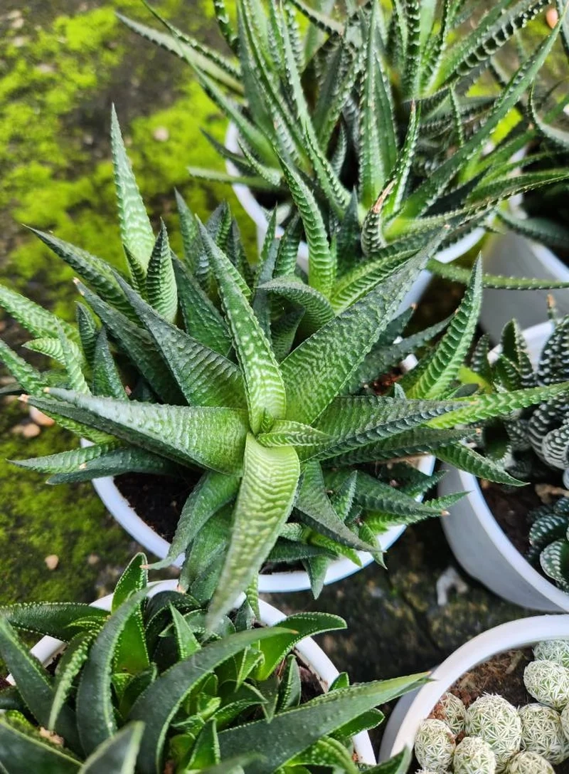 Khám phá sen đá móng rồng đà lạt nổi bật