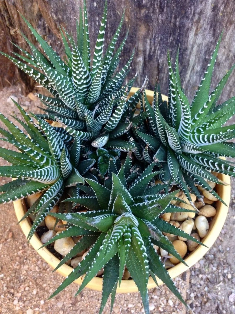 Chia sẻ hình xinh với sen đá móng rồng instagram