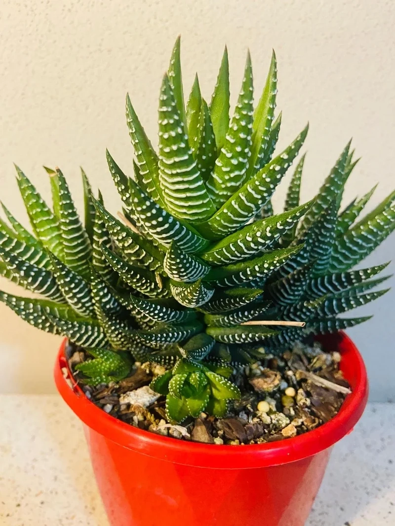 Sen đá móng rồng là gì và điều khiến ai cũng tò mò