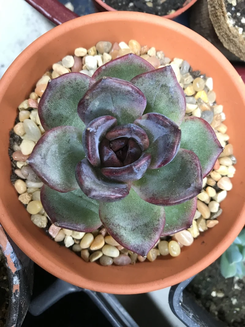 Ngắm ngay sen đá nâu đẹp cho không gian sống