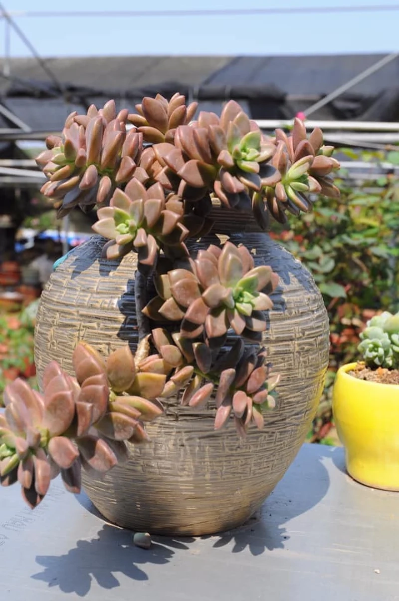 Khám phá bộ sưu tập ảnh sen đá nâu độc đáo