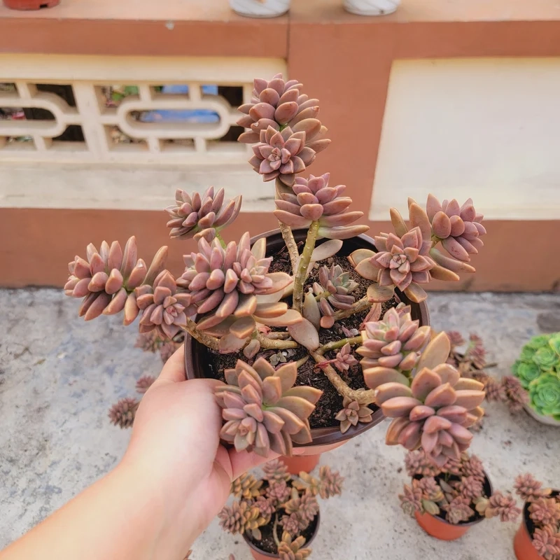 Biến căn phòng sinh động với sen đá nâu trang trí