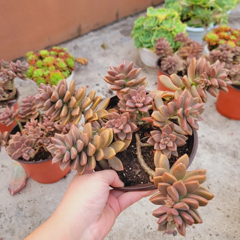 Sưu tầm ngay sen đá Nâu đẹp nhất cực hiếm