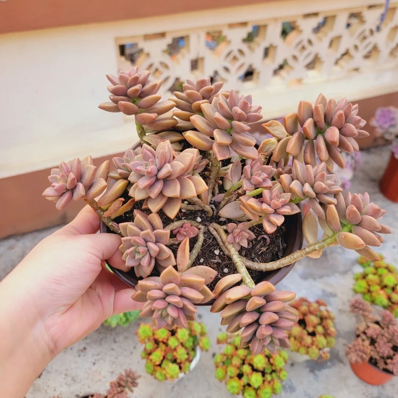 Nuôi sen đá Nâu sống khỏe dễ dàng tại nhà