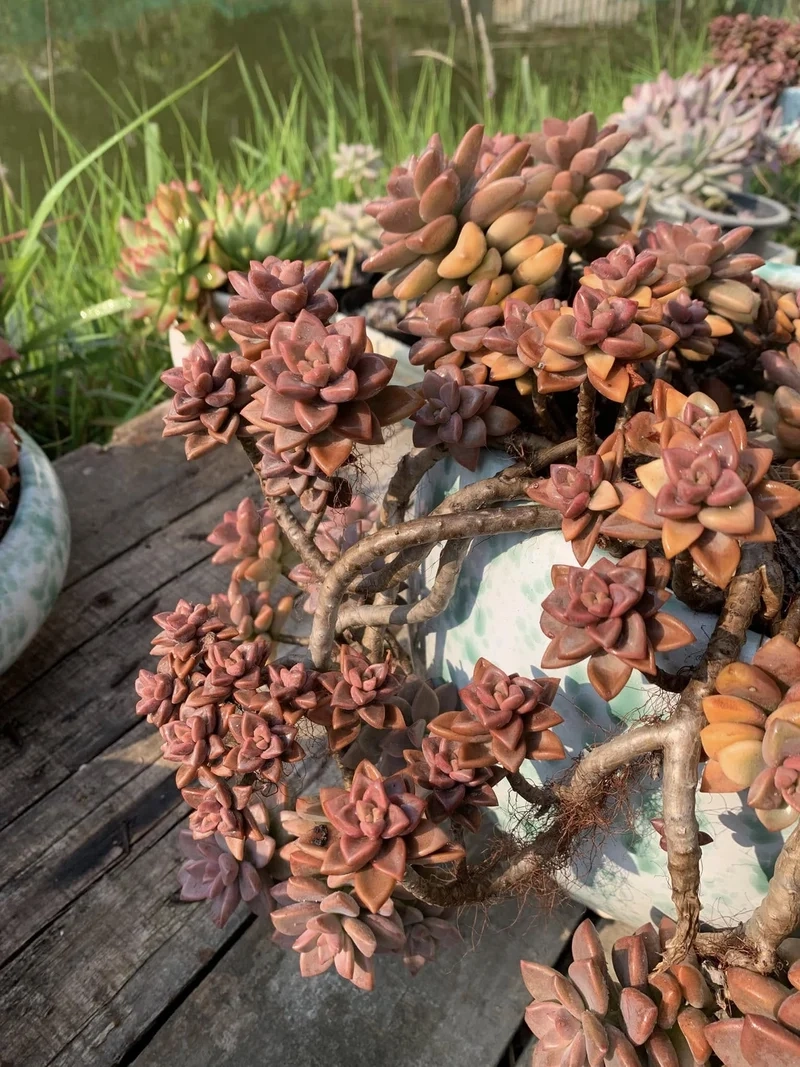 Khám phá sen đá nâu độc lạ tạo điểm nhấn mới