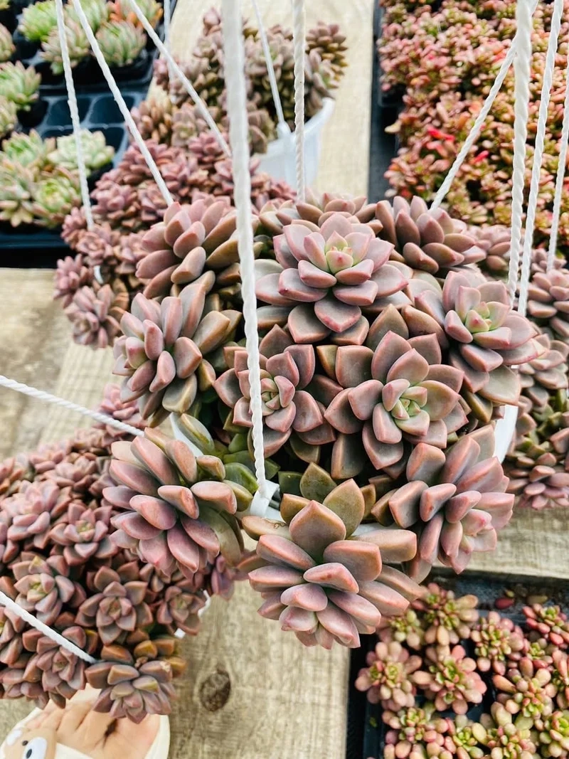 Mang may mắn vào nhà với sen đá nâu phong thủy