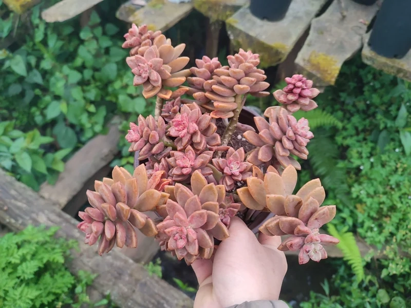 Ngắm vẻ đẹp tự nhiên của sen đá nâu đẹp tự nhiên