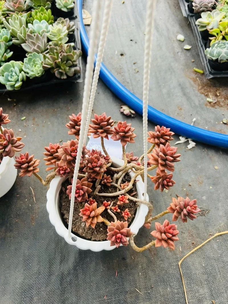 Sen đá nâu là gì và vì sao gây sốt