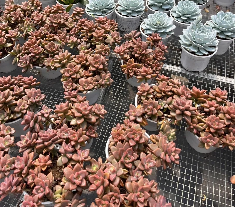 Lấy cảm hứng từ sen đá nâu pinterest đẹp mê ly