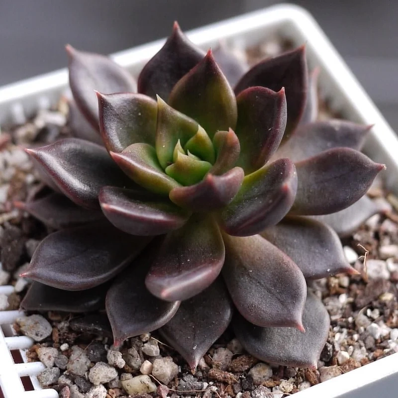 Ngắm chi tiết sắc nét của sen đá nâu hd