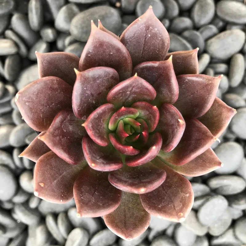 Trồng dễ dàng với sen đá nâu dễ trồng tại nhà