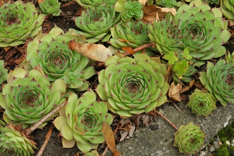 Ngắm sen đá phật bà đẹp rực rỡ ngay hôm nay