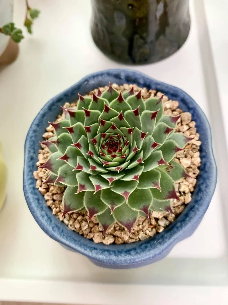 Khám phá ảnh sen đá phật bà cực chất