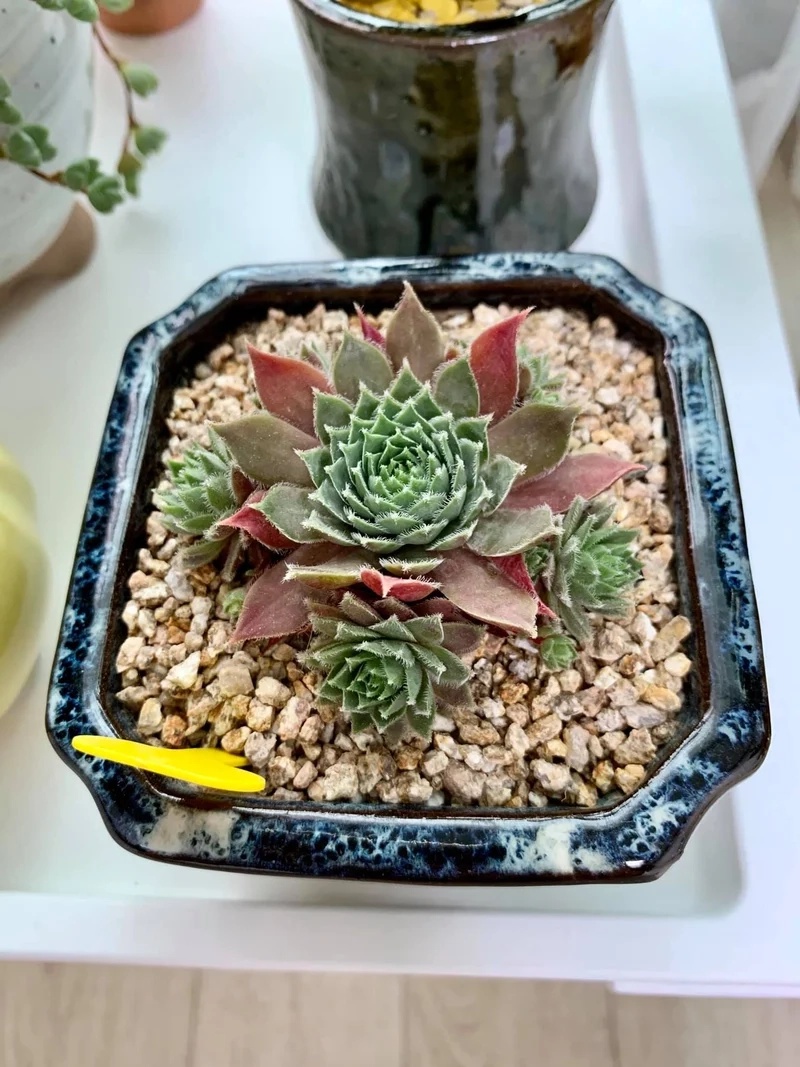 Tặng yêu thương với sen đá phật bà làm quà