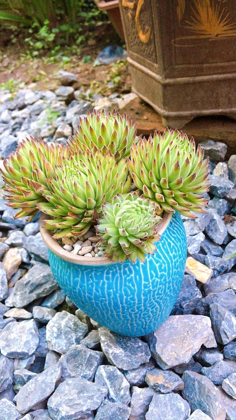 Mang may mắn vào nhà với sen đá phật bà phong thủy