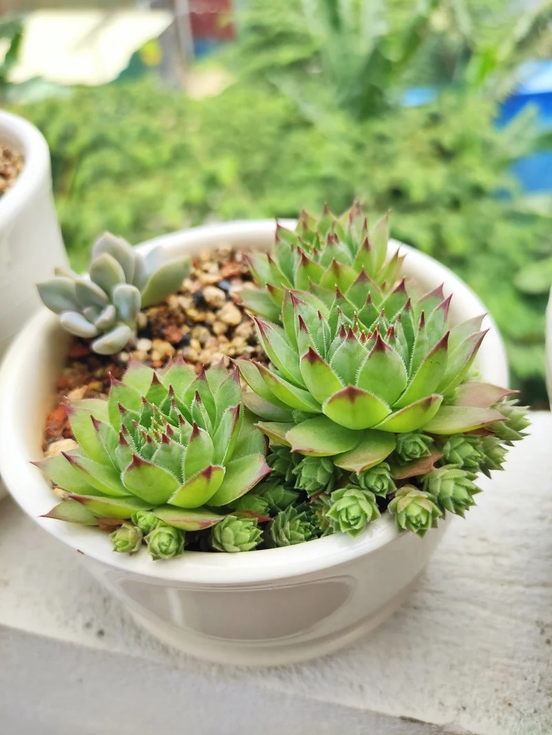 Trang trí không gian sống với sen đá phật bà trang trí