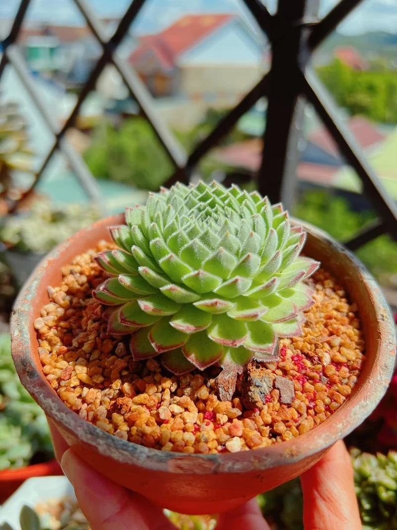 Nghệ thuật tinh tế từ sen đá phật bà nghệ thuật