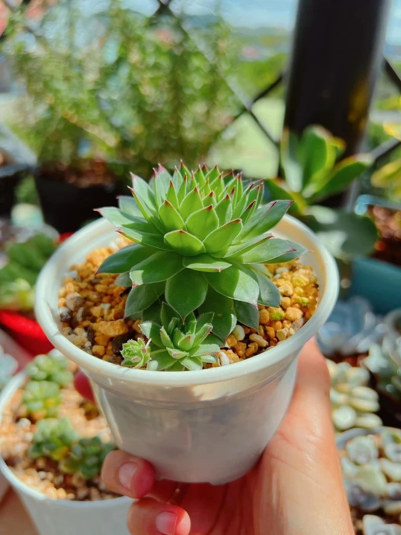 Khám phá sen đá phật bà độc lạ cho bộ sưu tập