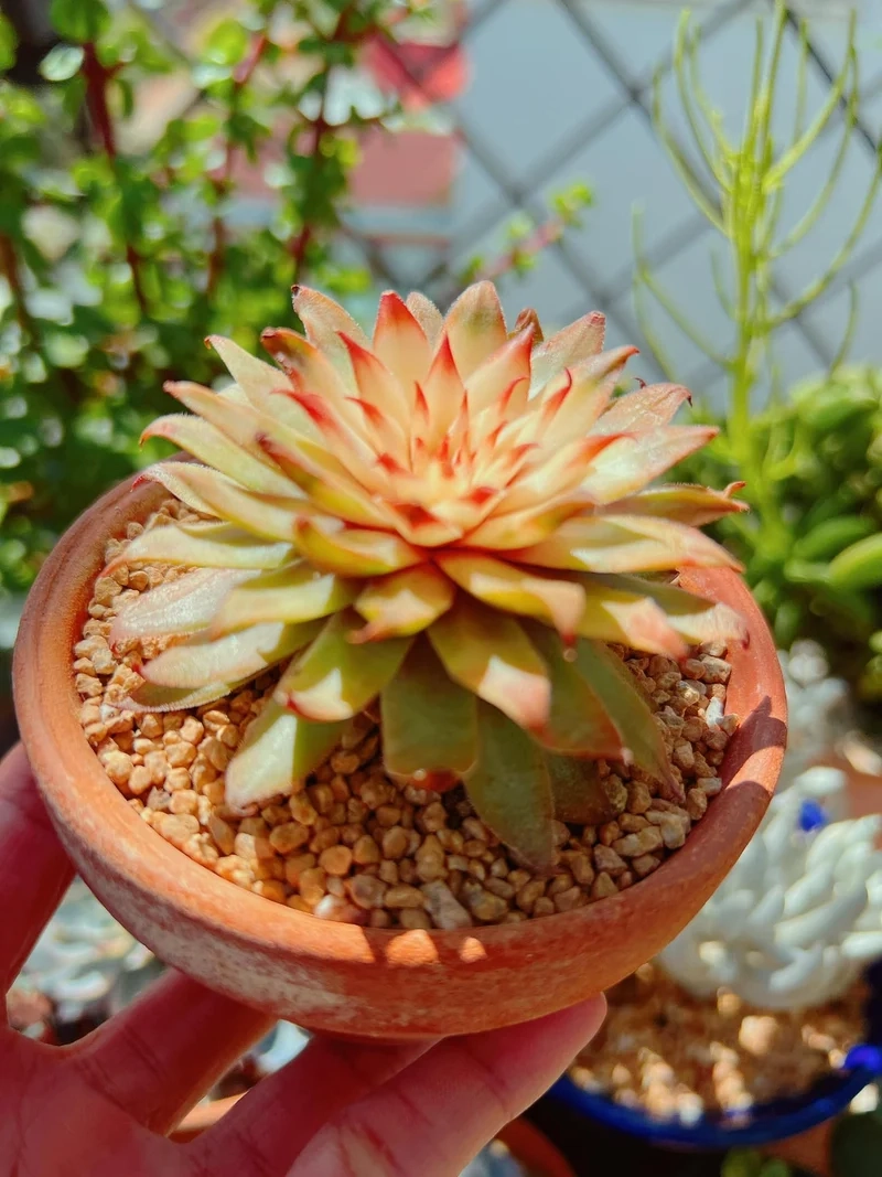 Sen đá Phật Bà là gì và vì sao gây tò mò