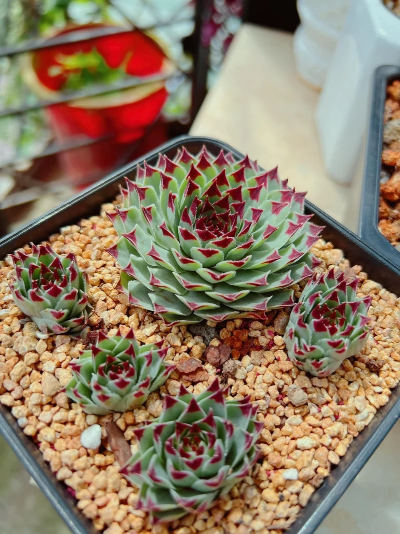 Chụp hình cực chất với sen đá phật bà chụp ảnh