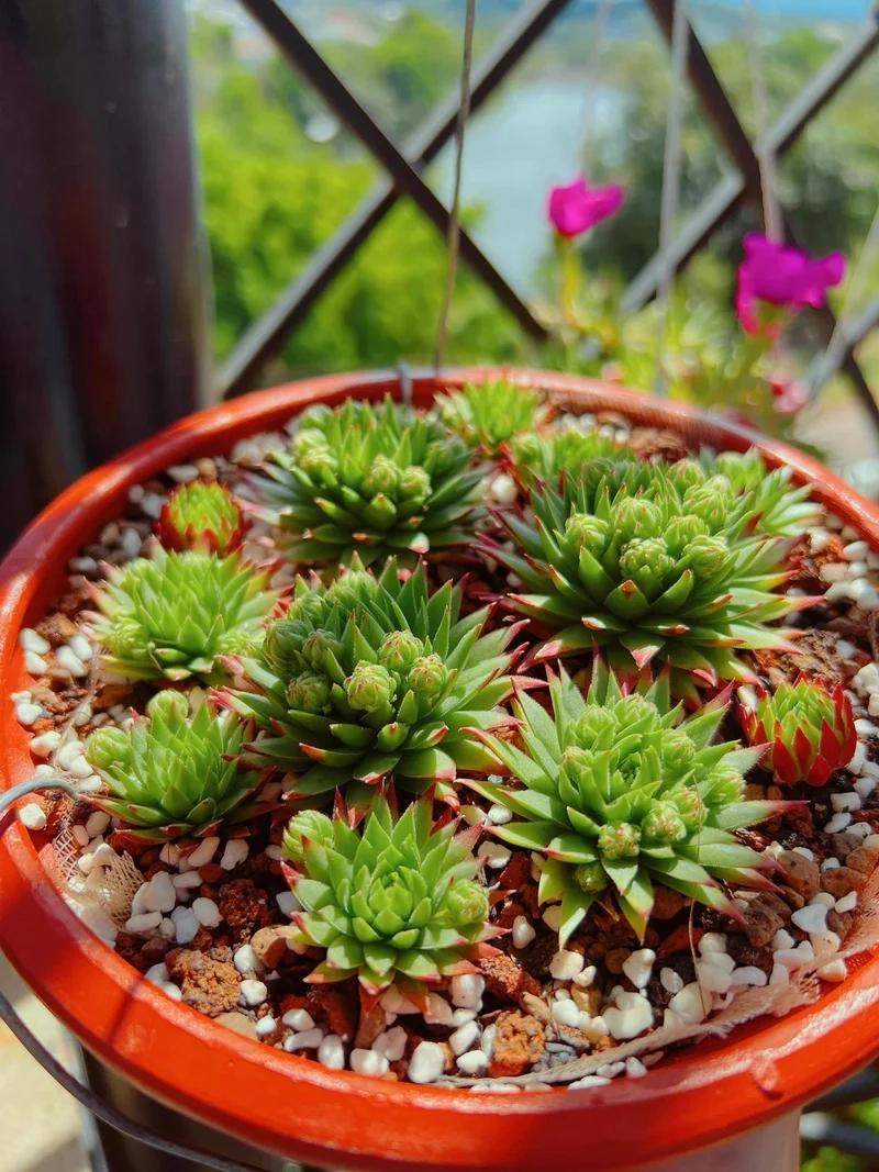 Lưu lại sen đá phật bà pinterest cho bộ sưu tập