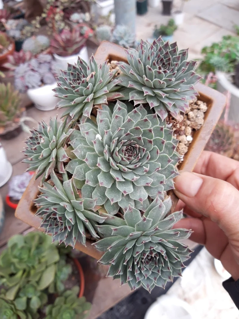 Ngắm chi tiết sen đá phật bà 4k sống động