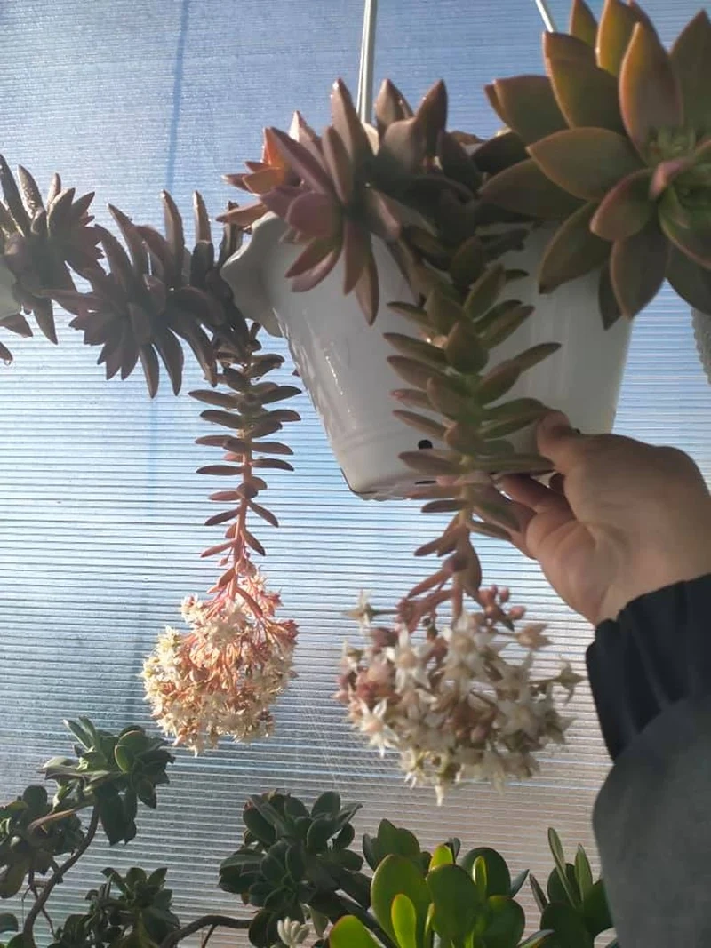 Sưu tầm ảnh sen đá ra hoa cực xinh và độc đáo