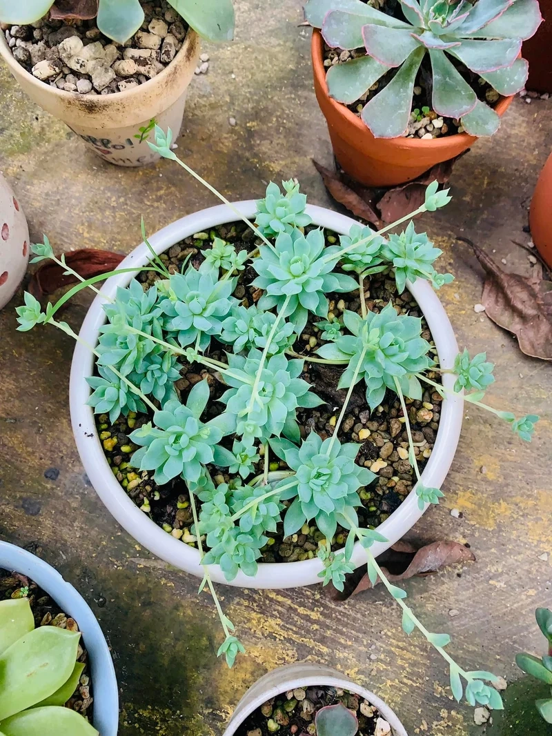 Tận hưởng sen đá ra hoa tự nhiên đẹp mê ly