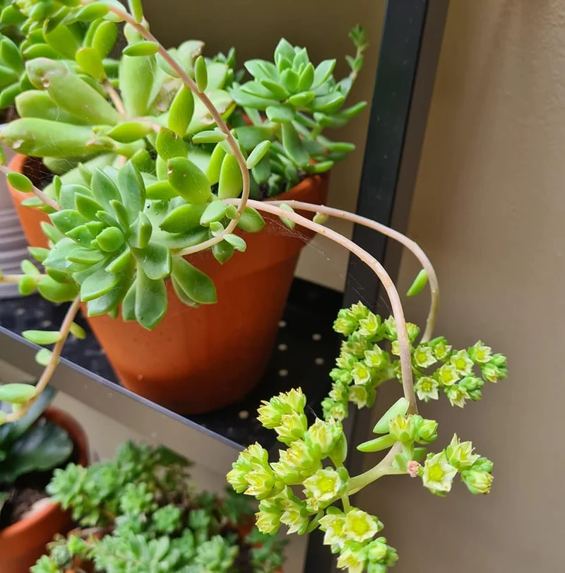 Trải nghiệm nghệ thuật với sen đá ra hoa nghệ thuật